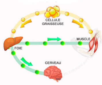 Schéma Keto Ultra Pur – impact sur muscles, cellules graisseuses et cerveau pour perte de poids et métabolisme